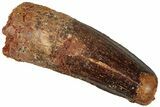 Real Fossil Spinosaurus Tooth - Feeding Worn Tip #311167-1